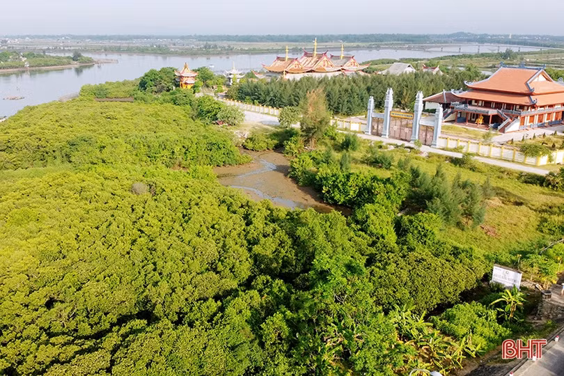 Ngắm những thảm hoa rừng ngập mặn xanh mát ở Hà Tĩnh