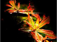 Tơ nõn tháng Giêng... Tơ nõn tháng Giêng...