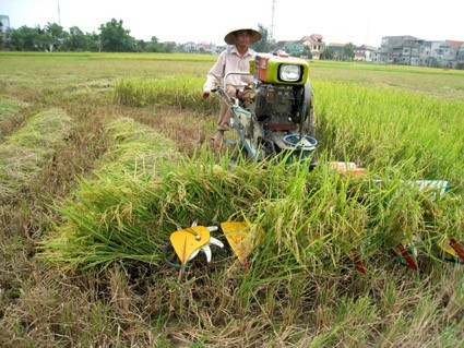 Nông dân xã Thạch Tân (xã điểm của Thạch Hà về xây dựng NTM) thu hoạch lúa bằng phương tiện cơ giới