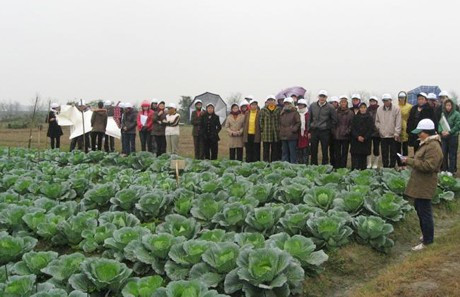 Mô hình trồng bắp cải an toàn ở xã Thạch Bình (TP Hà Tĩnh) do Hội Nông dân Hà Tĩnh chỉ đạo xây dựng Mô hình trồng bắp cải an toàn ở xã Thạch Bình (TP Hà Tĩnh) do Hội Nông dân Hà Tĩnh chỉ đạo xây dựng