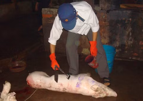 ...và đóng dấu kiểm dịch trên lợn