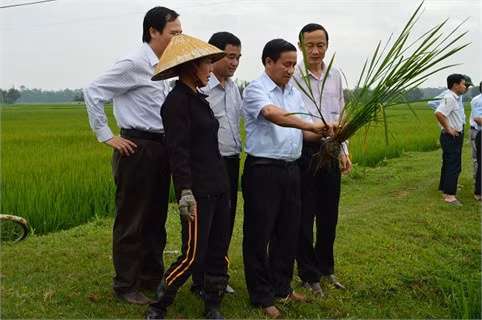 Phó Chủ tịch UBND tỉnh Lê Đình Sơn kiểm tra tình hình sinh trưởng của lúa tại Lộc Hà