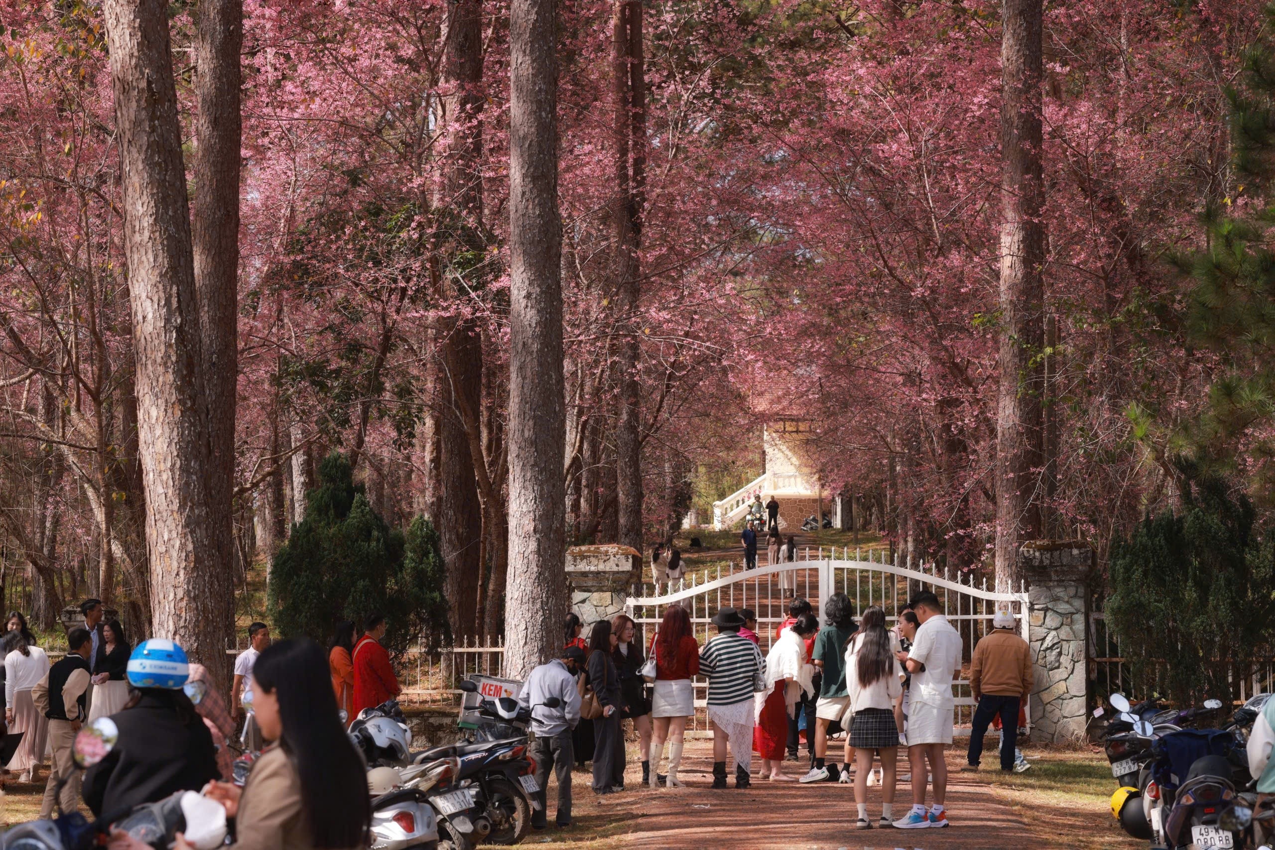 Những ngày đầu tháng 2, khi Tết Nguyên đán Bính Ngọ 2026 cận kề, Đà Lạt bước vào thời khắc rực rỡ nhất trong năm. Sắc hồng của mai anh đào phủ kín nhiều tuyến phố trung tâm, tạo nên bức tranh xuân đặc trưng của thành phố cao nguyên, thu hút đông đảo du khách đổ về thưởng lãm và chụp ảnh lưu niệm. Những ngôi nhà cổ, biệt thự Pháp thấp thoáng sau màn hoa hồng phấn càng khiến khung cảnh thêm phần thơ mộng.