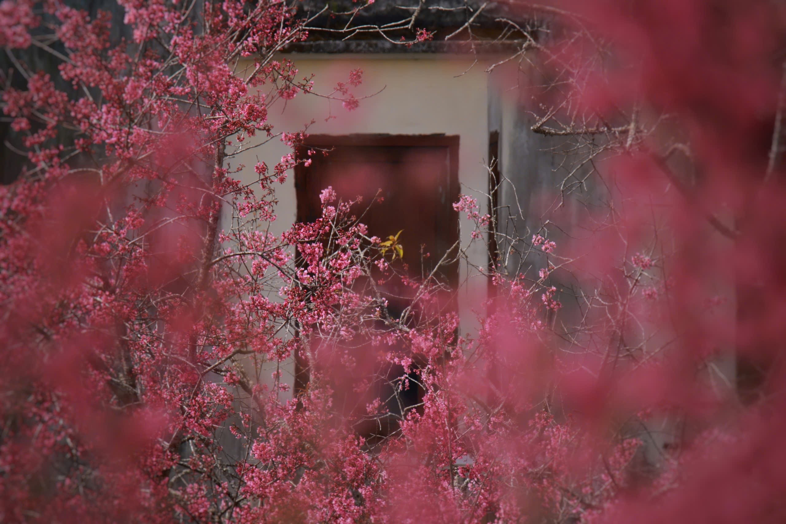 Mai anh đào là cây thân gỗ, có thể cao đến 30 m trong điều kiện thuận lợi. Trước mùa hoa, cây rụng lá trơ cành suốt nhiều tháng để ủ nụ. Khi xuân đến, chỉ cần vài ngày nắng ấm, từ thân cây khô khẳng khiu bỗng bừng lên hàng vạn chùm hoa hồng rực. Sắc hoa kết hợp dáng mai và màu đào, chùm bông dày trĩu, mỗi cây một sắc độ khác nhau, tạo nên vẻ đẹp đa dạng khó trộn lẫn.