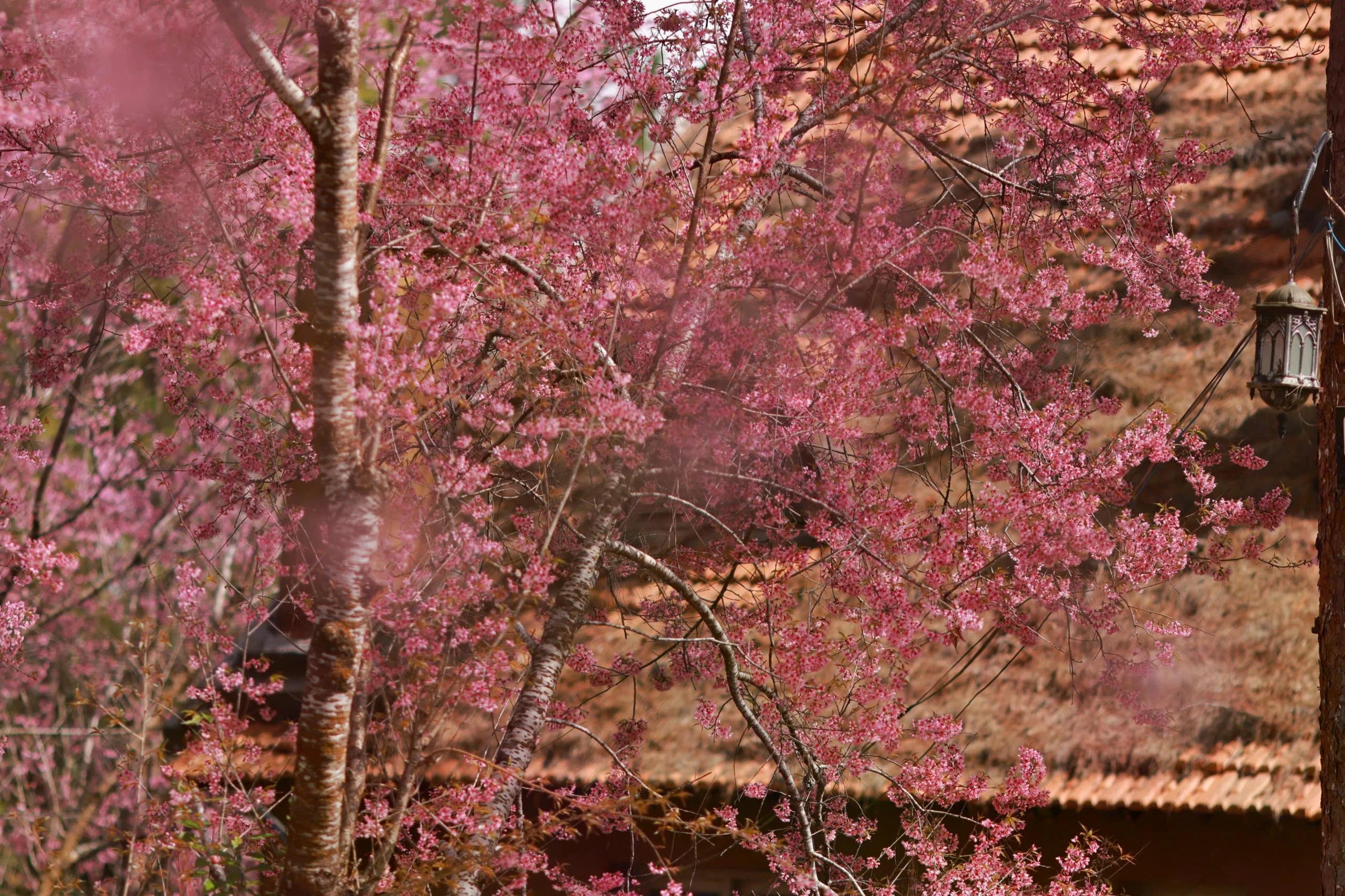 Từ đầu tháng 1, UBND phường Xuân Hương, Đà Lạt phối hợp các đơn vị liên quan triển khai chiến dịch “Chung tay trồng mai anh đào”, trồng mới hơn 200 cây tại công viên và các tuyến đường trung tâm như Trần Hưng Đạo, quanh hồ Xuân Hương. Hoạt động này hưởng ứng Lễ hội Mai anh đào 2026, góp phần gìn giữ biểu tượng của xứ nghìn hoa.