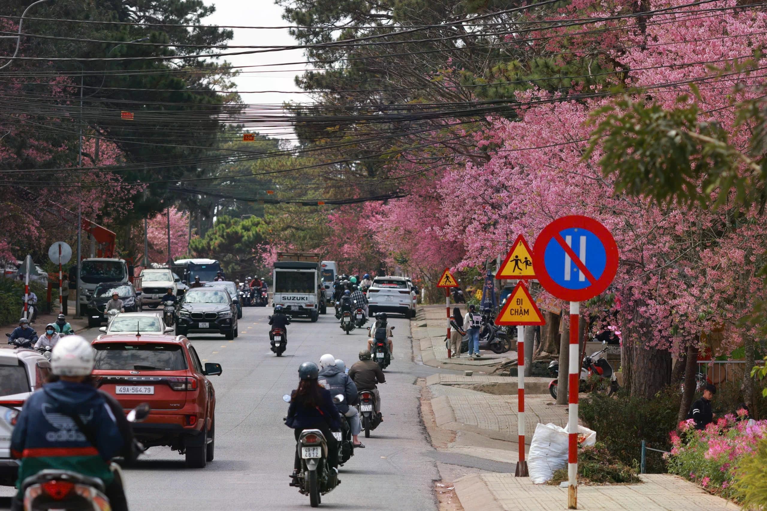 Người dân địa phương nhận xét mai anh đào năm nay bung nở dày, đồng loạt, sắc hồng rực rỡ hơn nhiều mùa trước. Du khách vì thế liên tục dừng chân chụp ảnh, lưu lại những khoảnh khắc du xuân sớm giữa mùa hoa đặc trưng của phố núi.