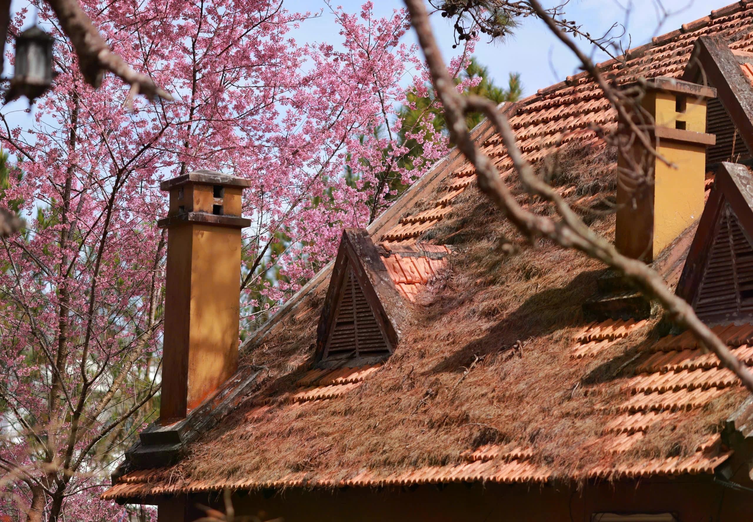 Câu chuyện về việc đưa mai anh đào về trồng trong nội ô Đà Lạt được người dân truyền lại qua lời kể của ông Nguyễn Thái Hai, Việt kiều gốc Đà Lạt. Cha ông là ông Nguyễn Thái Hiền, từng phụ trách chăm sóc cây cảnh tại các khu biệt thự từ năm 1927, đã phát hiện loài hoa này trong rừng Tân Lạc và đề xuất đưa về trồng quanh hồ Xuân Hương và các biệt thự. Trải qua nhiều đợt trồng bổ sung sau ngày giải phóng, mai anh đào dần hiện diện khắp thành phố. Dù vậy, theo thời gian, nhiều cây cổ thụ đã mục rỗng, gãy đổ, đặt ra yêu cầu bảo tồn và trồng mới.