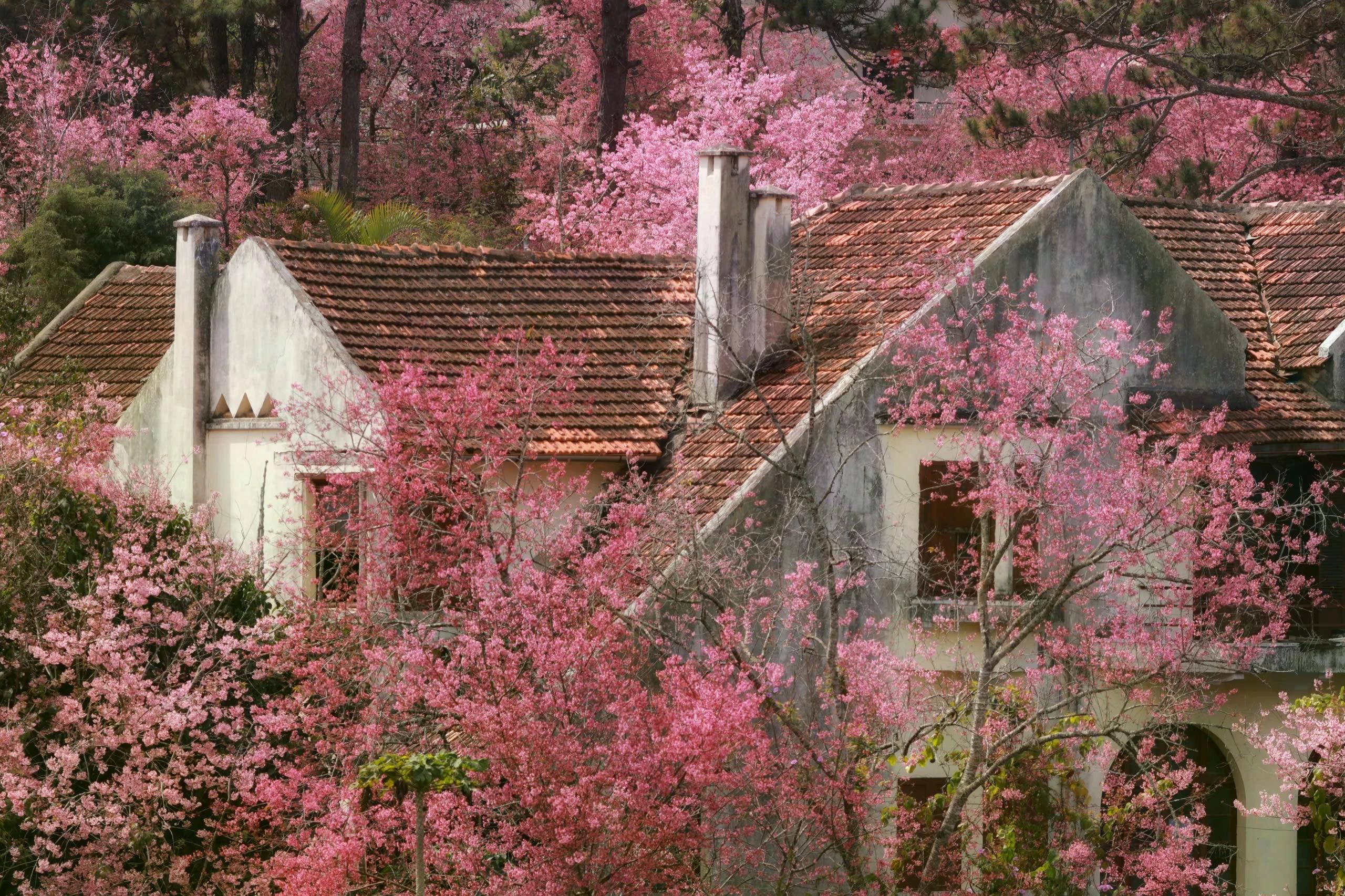 Không chỉ trong nội ô, khu rừng Mộng đào nguyên dưới chân núi LangBiang, cách trung tâm khoảng 17 km, cũng vào mùa nở rộ. Hàng trăm cây đào 15-50 năm tuổi đồng loạt bung hoa, phủ hồng cả triền núi, tạo nên khung cảnh như chốn cổ tích, thu hút hàng nghìn lượt khách mỗi mùa xuân.