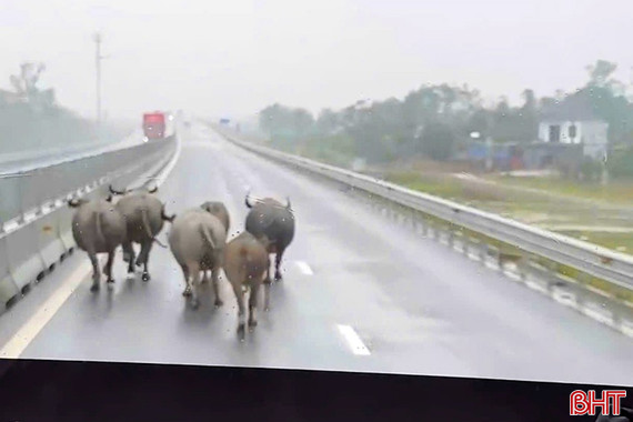 Lại xuất hiện đàn trâu chạy rông trên cao tốc ở Hà Tĩnh