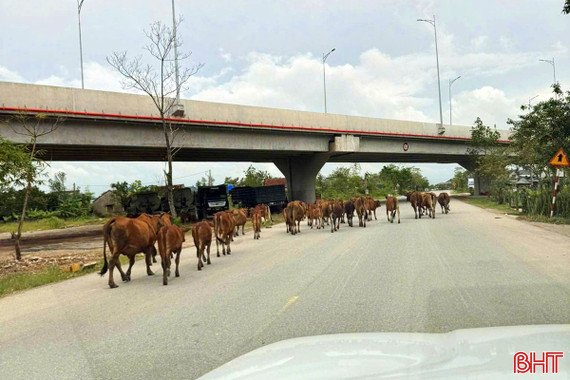 Xử lý nghiêm tình trạng thả rông trâu, bò gây mất an toàn trên các tuyến đường