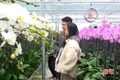 "Đột nhập" vườn lan hồ điệp trên 7 vạn cây, lớn nhất ở Hà Tĩnh