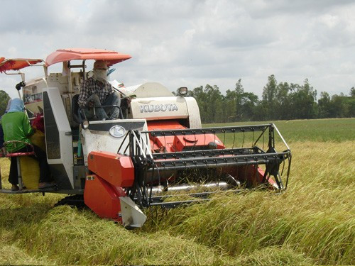 Giá xuất khẩu gạo thấp đang ảnh hưởng đến giá thu mua lúa vụ thu đông của nhà nông ở các tỉnh đồng bằng sông Cửu Long. Giá xuất khẩu gạo thấp đang ảnh hưởng đến giá thu mua lúa vụ thu đông của nhà nông ở các tỉnh đồng bằng sông Cửu Long.