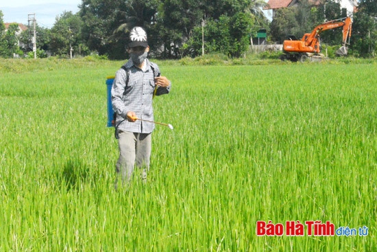 Khẩn trương xuống đồng chăm sóc lúa hè thu ảnh 1