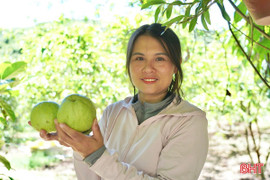 Ngắm những khu vườn mướt xanh cho thu nhập khá trong mùa nắng