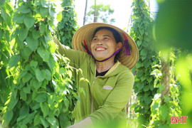 Ngắm những khu vườn mướt xanh cho thu nhập khá trong mùa nắng