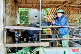 Người chăn nuôi Vũ Quang tăng đàn đón tết