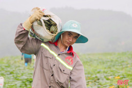 Nông dân thắng lợi ngay lần đầu trồng bí đỏ hữu cơ 