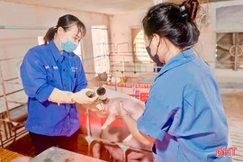 Tăng “sức đề kháng” cho cây trồng, vật nuôi trong mùa nắng nóng