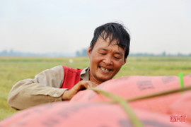 Nghề chở lúa thuê thu nhập khá trong mùa gặt