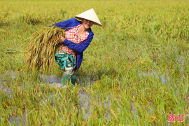 Nông dân Hà Tĩnh khẩn trương thu hoạch lúa sau bão số 5