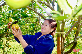 Gần 1.500 ha cây trồng ở Hà Tĩnh theo tiêu chuẩn VietGAP, hữu cơ