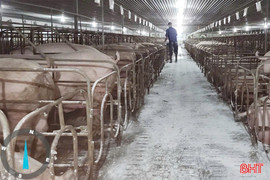 Người chăn nuôi Hà Tĩnh siết chặt phòng dịch, đảm bảo nguồn cung dịp Tết