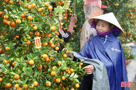 Thời tiết chuyển rét, tiểu thương kinh doanh hoa, cây cảnh "đứng ngồi không yên"