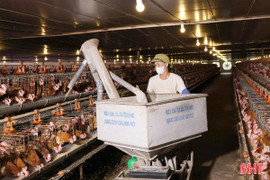 Tập trung chăm sóc đàn vật nuôi, đón cơ hội thị trường Tết