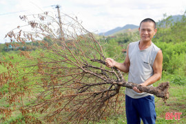Hàng chục nghìn gốc chết khô, làng trồng đào ở Hà Tĩnh lo thất thu dịp Tết