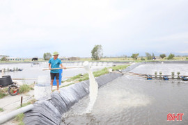 Nông dân Hà Tĩnh khôi phục nhịp điệu sản xuất sau bão 