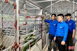 Ra mắt mô hình chăn nuôi hươu của thanh niên Vũ Quang