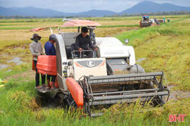 Nông dân Hà Tĩnh "gác lễ", xuống đồng thu hoạch lúa hè thu