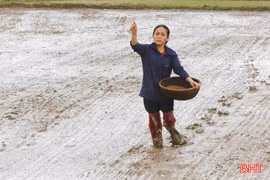Nông dân Hà Tĩnh nỗ lực khôi phục diện tích lúa bị hư hỏng do mưa lớn