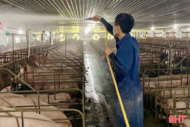 Tăng “sức đề kháng” cho đàn vật nuôi sau mưa bão