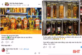 Cẩn trọng khi sử dụng các loại rượu ngâm trong dịp Tết