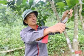 "Hồi sức" cho cây cam sau mùa hái quả