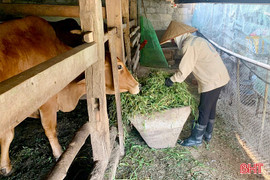 Nhiệt độ giảm sâu, người dân miền núi Hà Tĩnh lo chống rét cho đàn vật nuôi