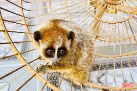 Bàn giao động vật nằm trong Sách Đỏ cho Vườn Quốc gia Vũ Quang