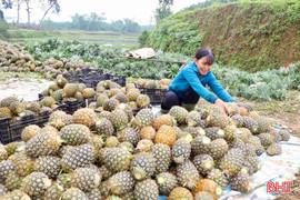 Dứa Cayen cho "quả ngọt" trên đất đồi Hà Tĩnh