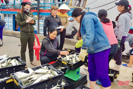 Từ ngư trường đến đồng ruộng, Hà Tĩnh bước vào cao điểm sản xuất cuối năm