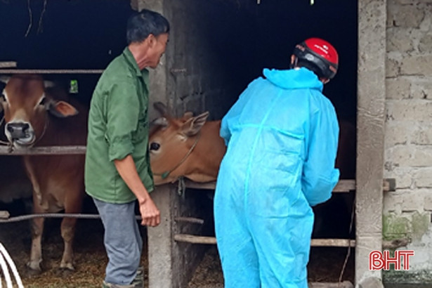 Huyện Kỳ Anh hoàn thành tiêm 6.600 liều vắc-xin viêm da nổi cục 