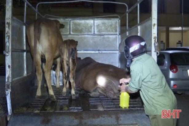 Ngăn chặn vụ tuồn gia súc mắc bệnh viêm da nổi cục từ Hà Tĩnh ra Nghệ An tiêu thụ