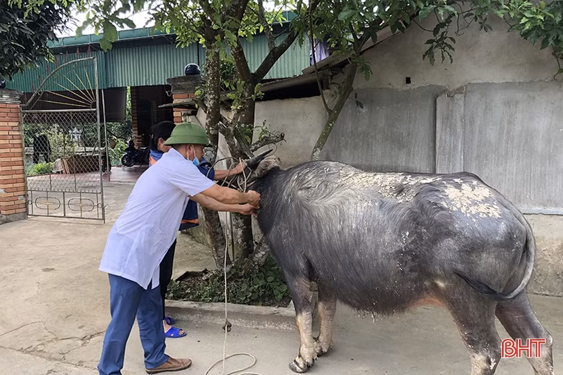 Cả hệ thống chính trị Hà Tĩnh vào cuộc phòng, chống dịch bệnh trên cây trồng, vật nuôi