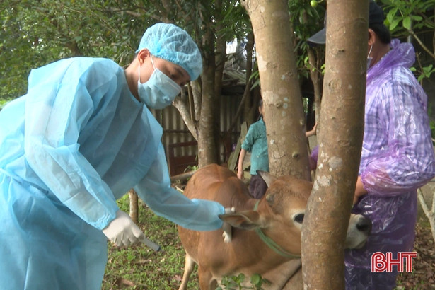 Huyện Kỳ Anh hoàn thành tiêm 6.600 liều vắc-xin viêm da nổi cục 