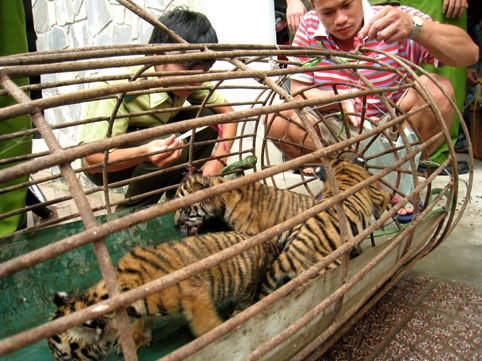 4 cá thể hổ được chăm sóc đặc biệt