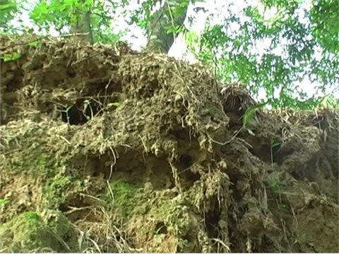 Lở đất kéo theo nhiều gốc cây, bờ tre hàng chục năm tuổi đã bị bật gốc trôi xuống sông