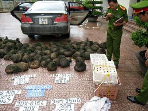 4 cá thể hổ còn sống (tổng trọng lượng 21,5 kg) và 424 kg trút do 2 đối tượg Hồ Sỹ Hạnh và Bùi Văn Mười vận chuyển trái phép bị bắt giữ