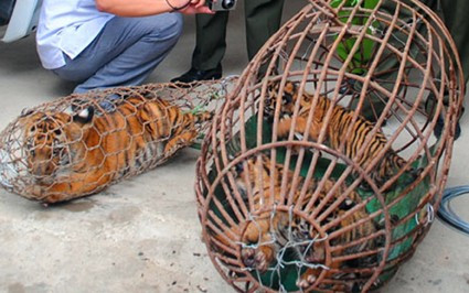 4 cá thể hổ bị nhốt trong lồng sắt, vận chuyển trên xe ô tô