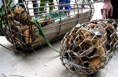 4 cá thể hổ còn sống (tổng trọng lượng 21,5 kg) và 424 kg trút do 2 đối tượg Hồ Sỹ Hạnh và Bùi Văn Mười vận chuyển trái phép bị bắt giữ