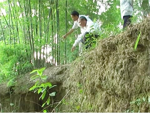 Lở đất kéo theo nhiều gốc cây, bờ tre hàng chục năm tuổi đã bị bật gốc trôi xuống sông